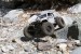 Axial Wraith Spawn Ready to Run 1/10 4WD Rock Racer