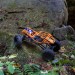 Axial RBX10 Ryft 1/10 4WD Brushless RTR Rock Bouncer, Orange