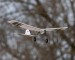 E-Flite UMX Slow Ultra Stick BNF Basic, 501mm