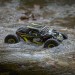 Losi Rock Rey RTR 1/10 4wd rock racer with AVC, yellow